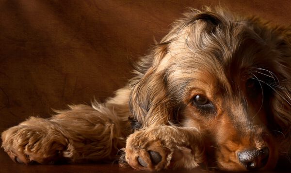 Werbefotografie Tierfotografie Hundefotografie Fotografie Studio Hund Pferd Pferdefotografie Horse Dog Photography Animal