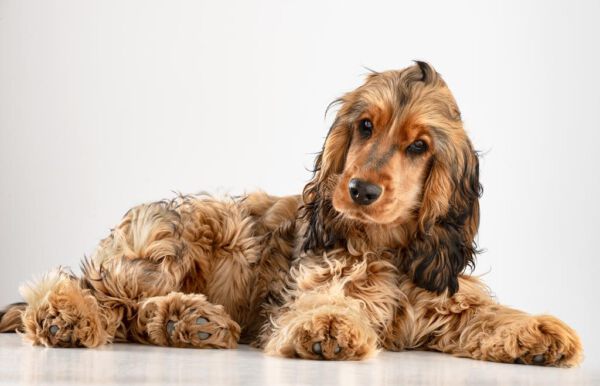 Werbefotografie Tierfotografie Hundefotografie Fotografie Studio Hund Pferd Pferdefotografie Horse Dog Photography Animal