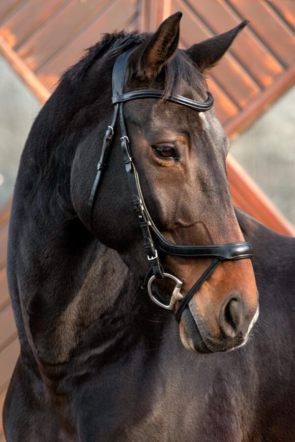 Werbefotografie Tierfotografie Hundefotografie Fotografie Studio Hund Pferd Pferdefotografie Horse Dog Photography Animal