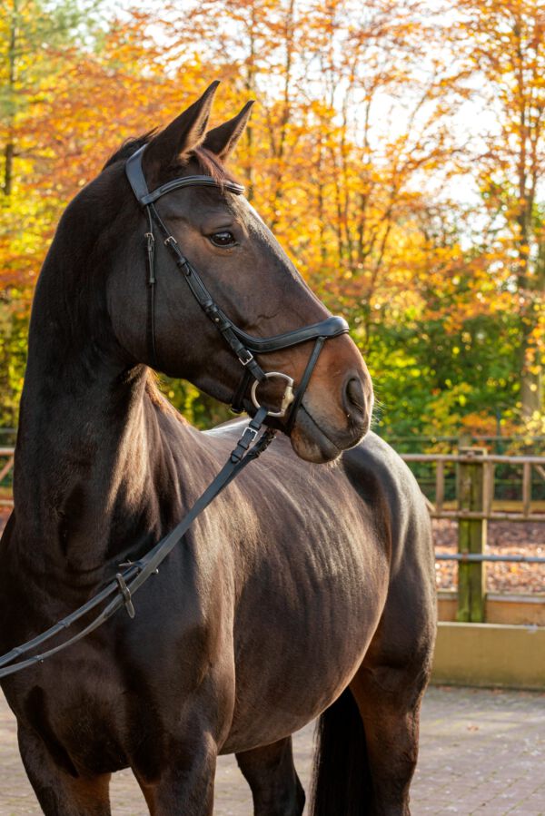 Werbefotografie Tierfotografie Hundefotografie Fotografie Studio Hund Pferd Pferdefotografie Horse Dog Photography Animal