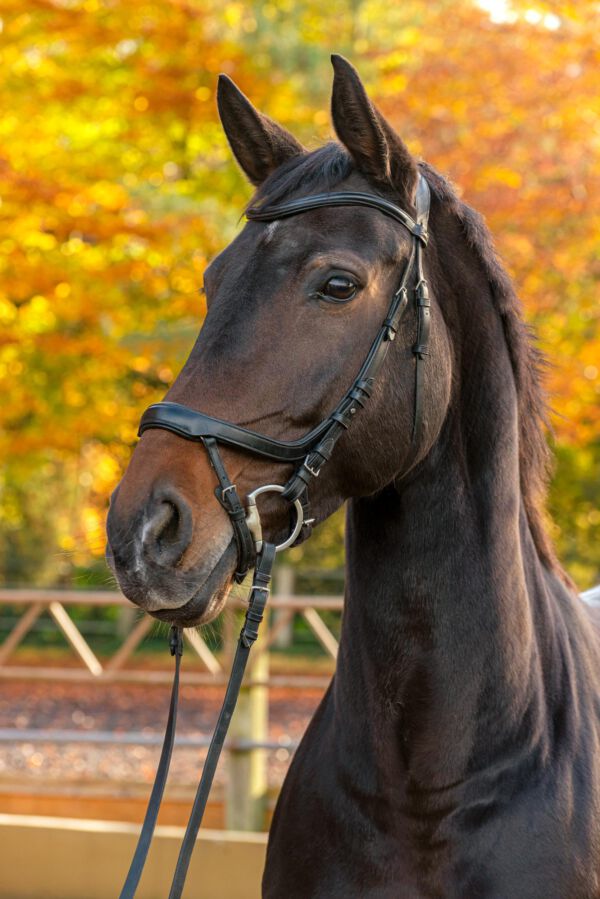 Werbefotografie Tierfotografie Hundefotografie Fotografie Studio Hund Pferd Pferdefotografie Horse Dog Photography Animal