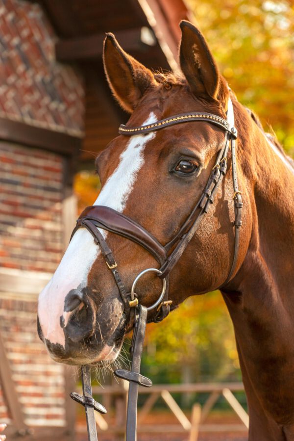 Werbefotografie Tierfotografie Hundefotografie Fotografie Studio Hund Pferd Pferdefotografie Horse Dog Photography Animal