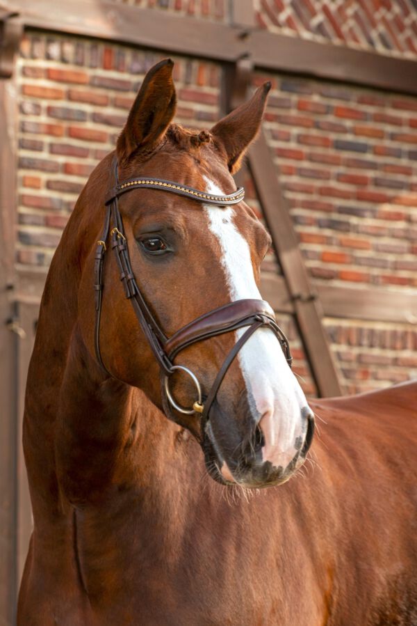 Werbefotografie Tierfotografie Hundefotografie Fotografie Studio Hund Pferd Pferdefotografie Horse Dog Photography Animal