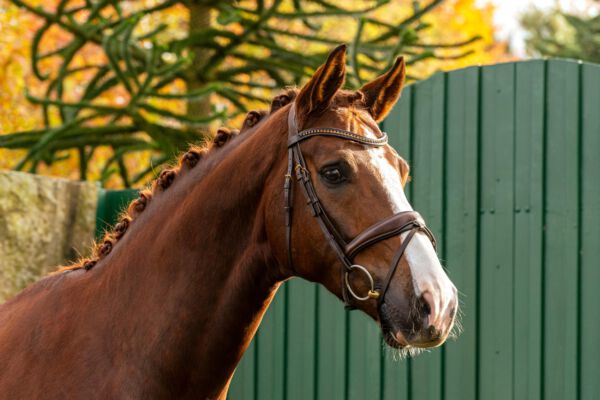 Werbefotografie Tierfotografie Hundefotografie Fotografie Studio Hund Pferd Pferdefotografie Horse Dog Photography Animal
