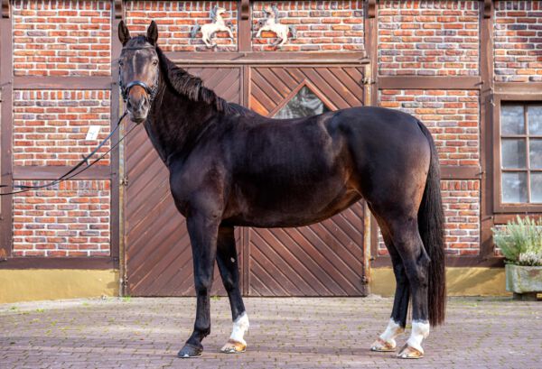 Werbefotografie Tierfotografie Hundefotografie Fotografie Studio Hund Pferd Pferdefotografie Horse Dog Photography Animal