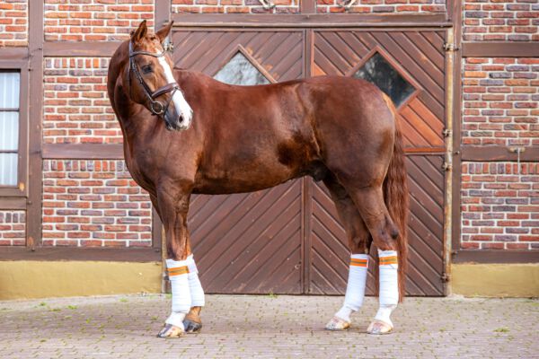 Werbefotografie Tierfotografie Hundefotografie Fotografie Studio Hund Pferd Pferdefotografie Horse Dog Photography Animal