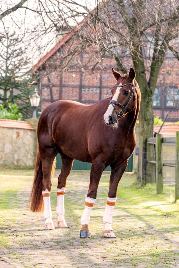 Werbefotografie Tierfotografie Hundefotografie Fotografie Studio Hund Pferd Pferdefotografie Horse Dog Photography Animal