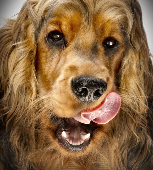 Werbefotografie Tierfotografie Hundefotografie Fotografie Studio Hund Pferd Pferdefotografie Horse Dog Photography Animal