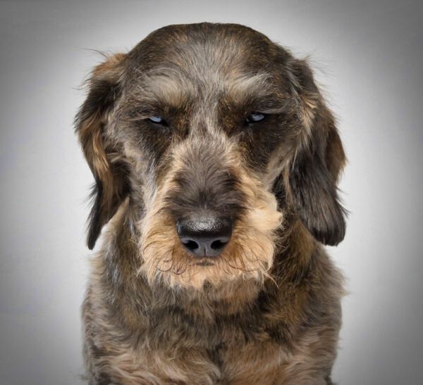 Werbefotografie Tierfotografie Hundefotografie Fotografie Studio Hund Pferd Pferdefotografie Horse Dog Photography Animal