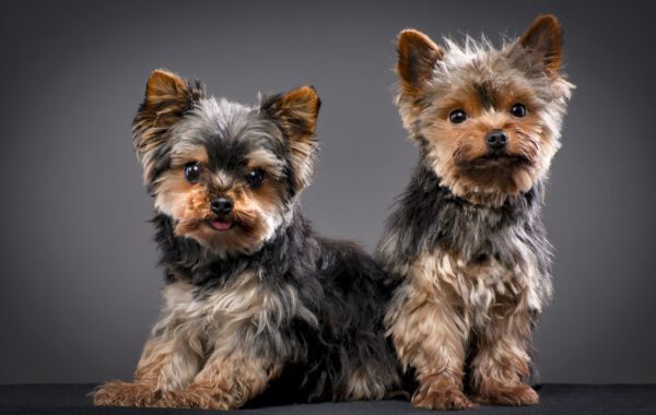 Werbefotografie Tierfotografie Hundefotografie Fotografie Studio Hund Pferd Pferdefotografie Horse Dog Photography Animal