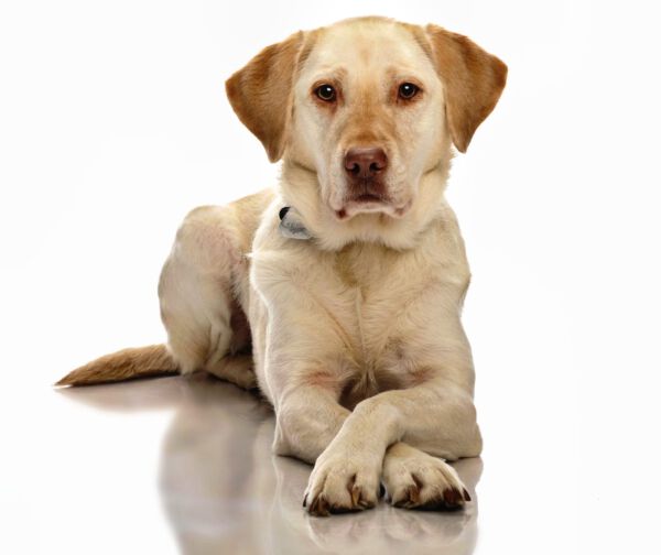 Werbefotografie Tierfotografie Hundefotografie Fotografie Studio Hund Pferd Pferdefotografie Horse Dog Photography Animal